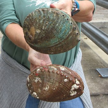 Two piece Natural Green Abalone 7" & 7-1/2"
