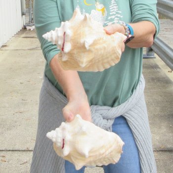 Two Piece Pink Conchs 8" & 8-1/2"