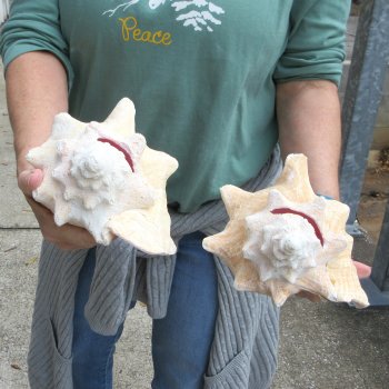 Two Piece Pink Conchs 8" & 8-1/2"