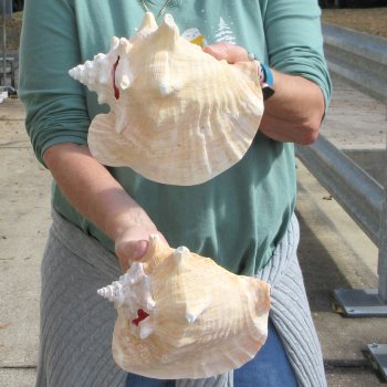 Two Piece Pink Conchs 8" & 8-1/2"