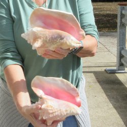 Two Piece Pink Conc...