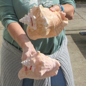 Two Piece Pink Conchs 7-1/2" & 8-1/2"