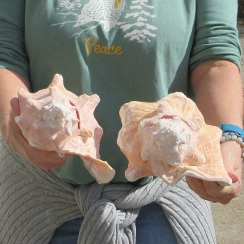 Two Piece Pink Conchs 7-1/2" & 8-1/2"