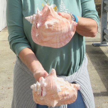Two Piece Pink Conchs 8" 