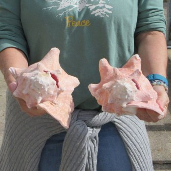 Two Piece Pink Conchs 8" 