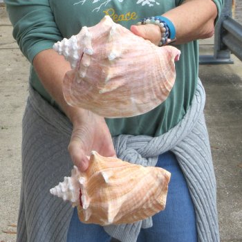 Two Piece Pink Conchs 8" 