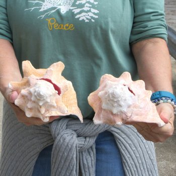 Two Piece Pink Conchs 8" 