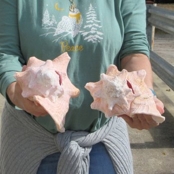 Two Piece Pink Conchs 8" 