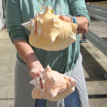 Two Piece Pink Conchs 7-1/2" & 8-1/2"