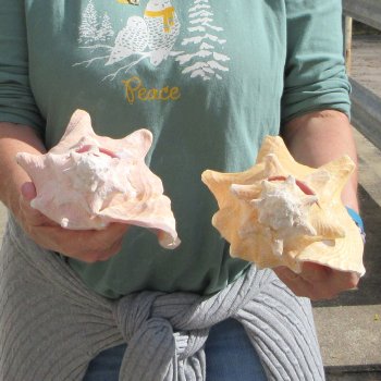 Two Piece Pink Conchs 7-1/2" & 8-1/2"