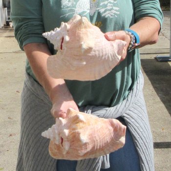 Two Piece Pink Conchs 8" 