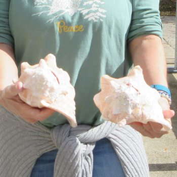 Two Piece Pink Conchs 8" 