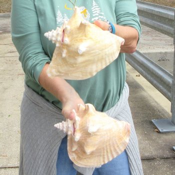 Two Piece Pink Conchs 8" 