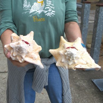 Two Piece Pink Conchs 8" 