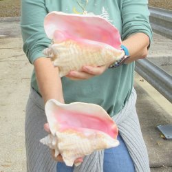 Two Piece Pink Conc...