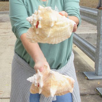 Two Piece Pink Conchs 8" 