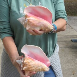 Two Piece Pink Conc...