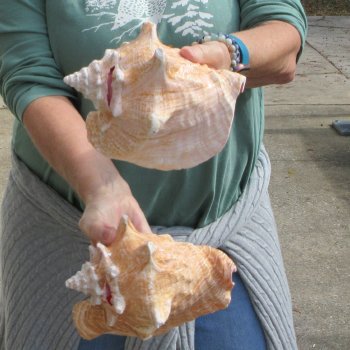 Two Piece Pink Conchs 7-1/2"