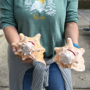 Two Piece Pink Conchs 7-1/2"