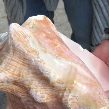 Two Piece Pink Conchs 7-1/2"