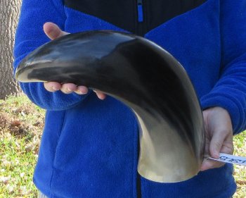  21 Inch Wide Base, Polished Buffalo Horn 