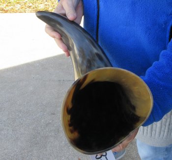  21 Inch Wide Base, Polished Buffalo Horn 