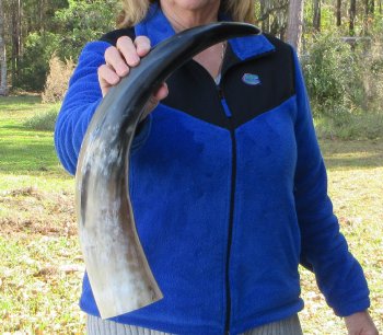 23-3/4 Inch Wide Base, Polished Buffalo Horn 