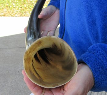 23-3/4 Inch Wide Base, Polished Buffalo Horn 