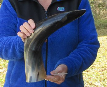  20 Inch Wide Base, Polished Buffalo Horn 