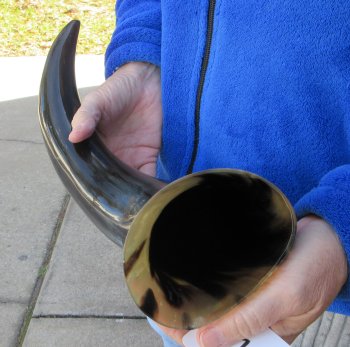 20 Inch Wide Base, Polished Buffalo Horn 