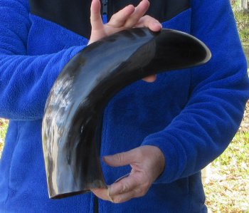 22 Inch Wide Base, Polished Buffalo Horn 