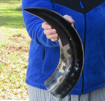  21-1/2 Inch Wide Base, Polished Buffalo Horn 