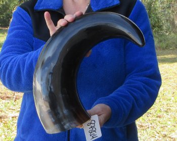 22 Inch Wide Base, Polished Buffalo Horn 