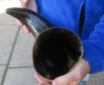 22 Inch Wide Base, Polished Buffalo Horn 