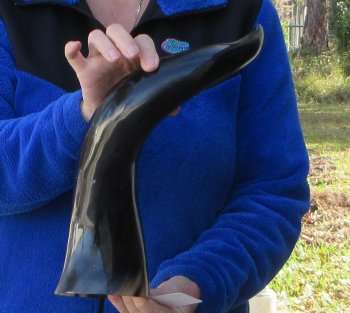  21 Inch Wide Base, Polished Buffalo Horn 
