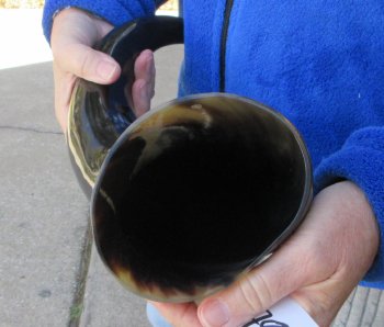  21 Inch Wide Base, Polished Buffalo Horn 