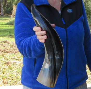  20 Inch Wide Base, Polished Buffalo Horn 