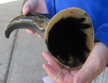  20 Inch Wide Base, Polished Buffalo Horn 