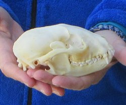 Raccoon Skull 5 inch