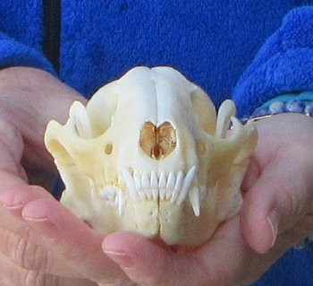 Raccoon Skull 5 inch