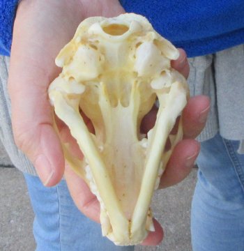 Raccoon Skull 5 inch