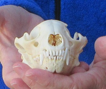 Raccoon Skull 4-1/2 inch