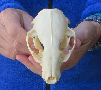 Raccoon Skull 4-1/2 inch