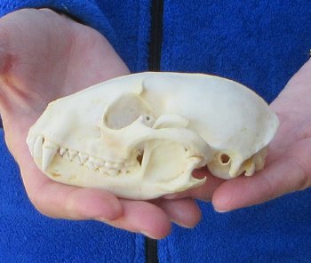 Raccoon Skull 4-1/2 inch