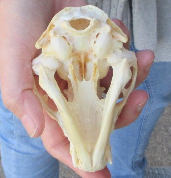 Raccoon Skull 4-1/2 inch