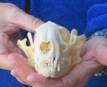 Raccoon Skull 5 inch