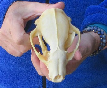 Raccoon Skull 5 inch