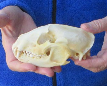 Raccoon Skull 5 inch