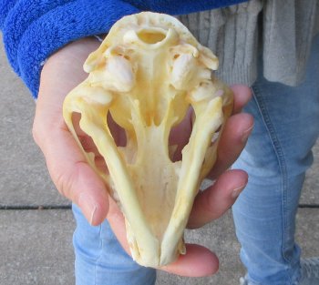 Raccoon Skull 5 inch