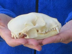 Raccoon Skull 5 inch